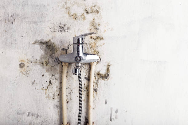 Best Fast Mold Removal  in Schererville, IN