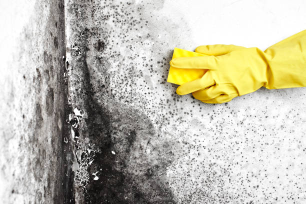Best Crawl Space Mold Removal  in Schererville, IN
