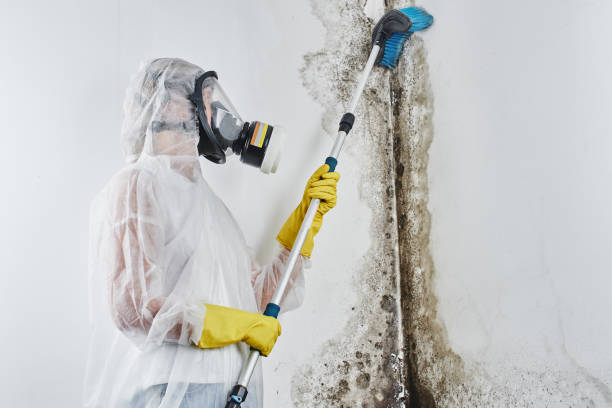 Best Crawl Space Mold Removal  in Schererville, IN