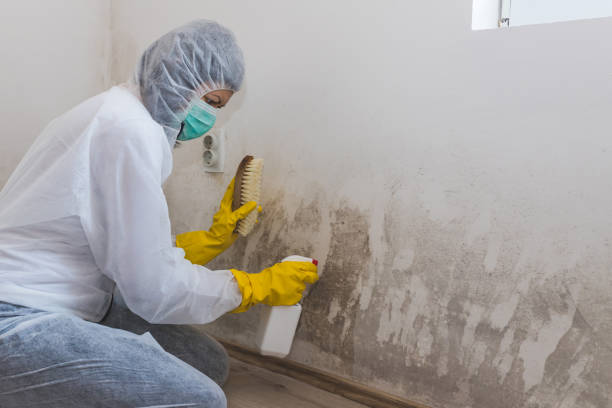 Best Mold Testing and Removal  in Schererville, IN