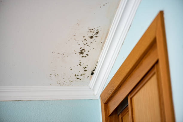Best Best Mold Removal Companies  in Schererville, IN