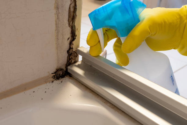Best Mold Inspection  in Schererville, IN