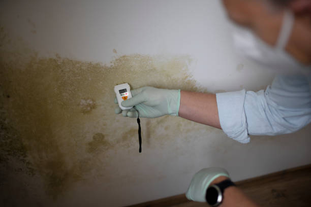 Certified Mold Removal in Schererville, IN