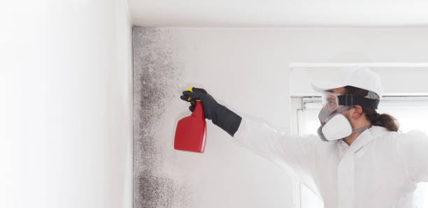 Best Local Mold Removal Service  in Schererville, IN