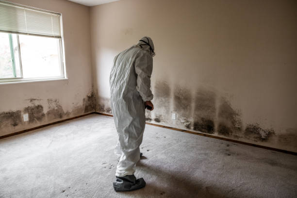 Best Black Mold Removal  in Schererville, IN