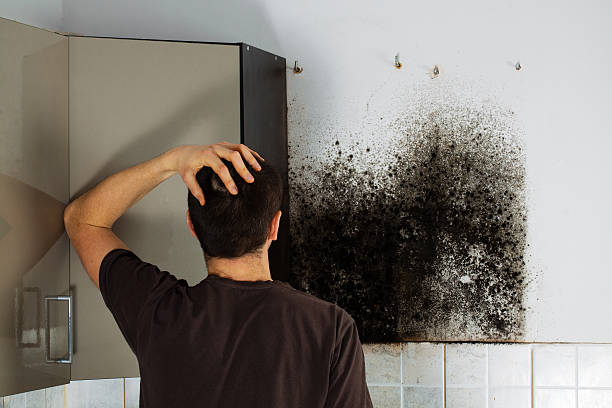 Best Professional Mold Removal  in Schererville, IN