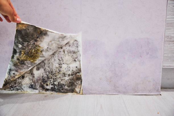 Professional Mold Removal in Schererville, IN